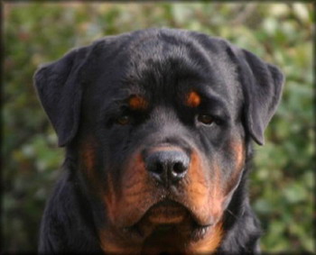 Ontario Canada Rescue Dogs Medium Size Ontario Canada Rescue Dogs Medium Size