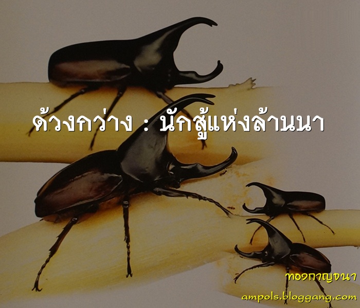 My Image 18