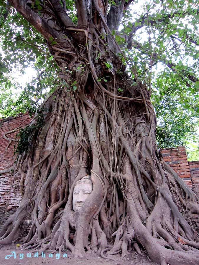 ท่องเที่ยว อยุธยา วัดนิเวศธรรมประวัติ วัดใหญ่ชัยมงคล วัดมหาธาตุ วัดหน้าพระเมรุ เพนียดคล้องช้าง ไหว้พระทำบุญ ที่เที่ยวอยุธยา ที่เที่ยวพระนครศรีอยุธยา