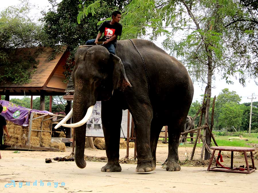 ท่องเที่ยว อยุธยา วัดนิเวศธรรมประวัติ วัดใหญ่ชัยมงคล วัดมหาธาตุ วัดหน้าพระเมรุ เพนียดคล้องช้าง ไหว้พระทำบุญ ที่เที่ยวอยุธยา ที่เที่ยวพระนครศรีอยุธยา