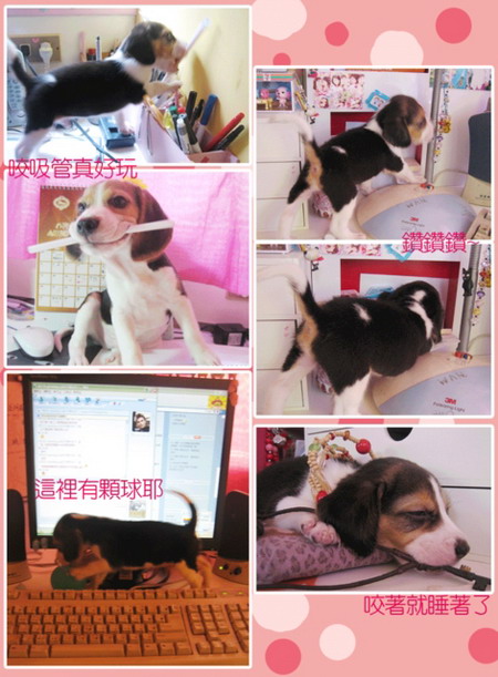 WANWAN