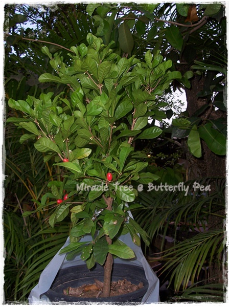 Siberian pea tree wikipedia