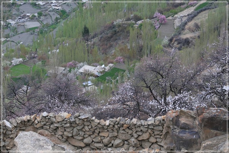Pakistan 20