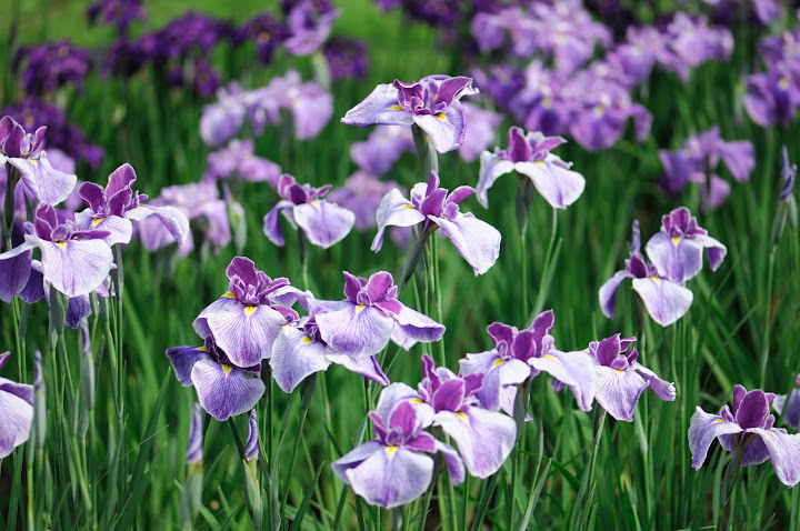 ผลการค้นหารูปภาพสำหรับ ดอกไอริส (Iris)
