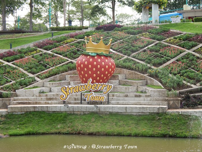 ที่เที่ยว ที่เที่ยวชลบุรี บทความประกวด diaryaward2014 เที่ยวทั่วไทย เที่ยวเมืองไทย strawberry บรุกไซด์ วัลเล่ย์ TORR Steak & Coffee Brookside valley ไทยเที่ยวไทย เว็บท่องเที่ยว ไปไหนดี ดาวริมทะเล