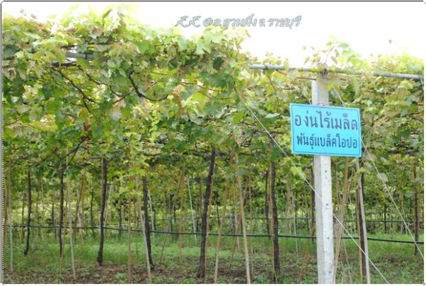 10 สวนผลไม้