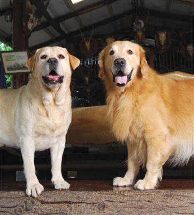 golden retriever vs golden labrador bloggang mr itanrich ร กพ เส ยดายน อง golden retriever vs golden labrador bloggang mr itanrich ร กพ เส ยดายน อง