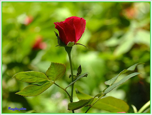 รูปภาพ