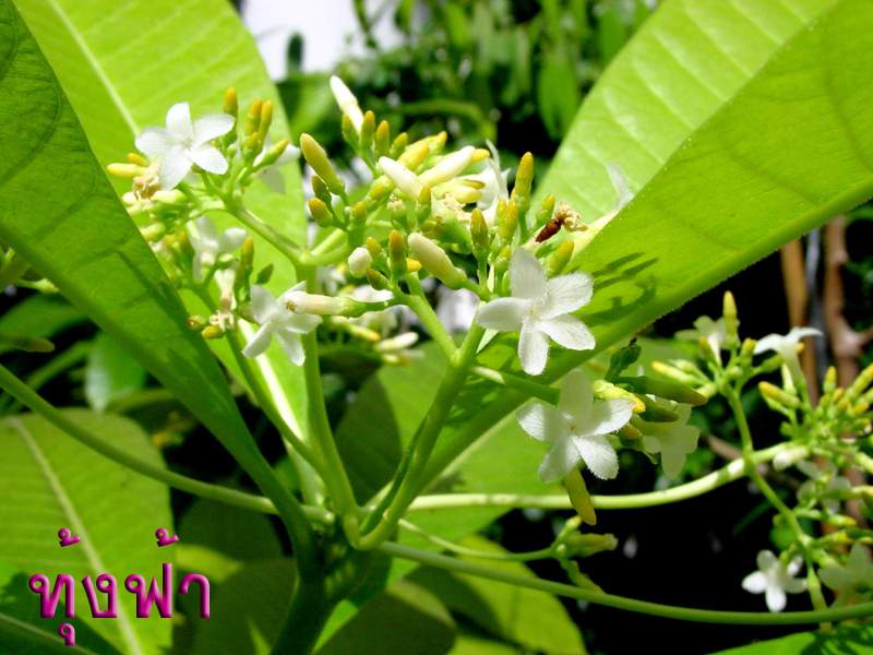 à¸à¸¥à¸à¸²à¸£à¸à¹à¸à¸«à¸²à¸£à¸¹à¸à¸&nbsp;à¸²à¸à¸ªà¸³à¸«à¸£à¸±à¸ à¸à¸&shy;à¸à¸à¸¸à¹à¸à¸à¹à¸²