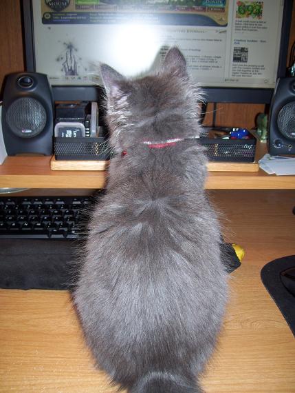 http://www.bloggang.com/data/g/gor/picture/1246170161.jpg