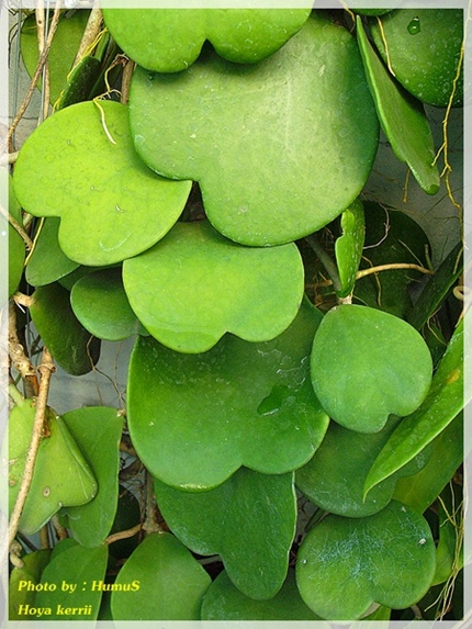 Hoya Kerrii 1254985527