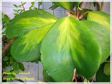Hoya Kerrii 1254985566