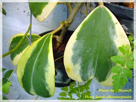 Hoya Kerrii 1254985595