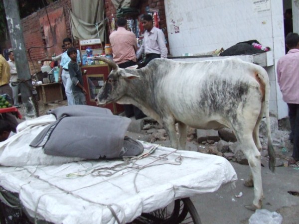 benson karol bagh