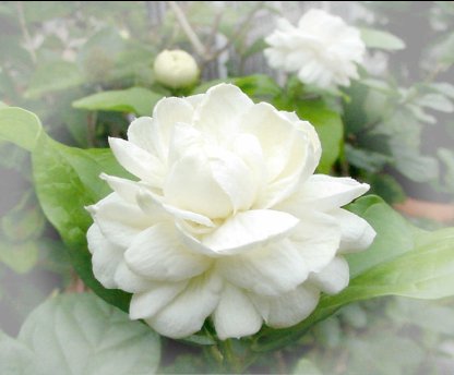 มะลิ มากกว่า สัญลักษณ์วันแม่-http://www.bloggang.com/data/jitandmom/picture/1175225919.jpg