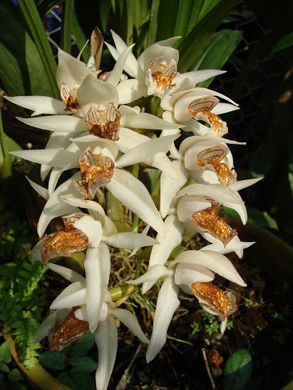Coelogyne Asperata