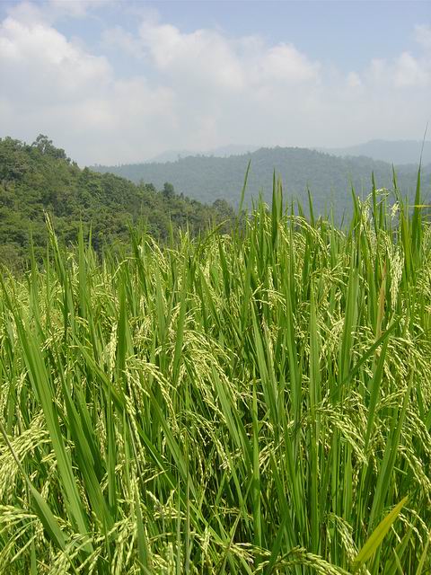 http://www.bloggang.com/data/kumkum/picture/1187204036.jpg