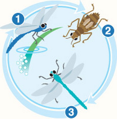Dragonflies+life+cycle
