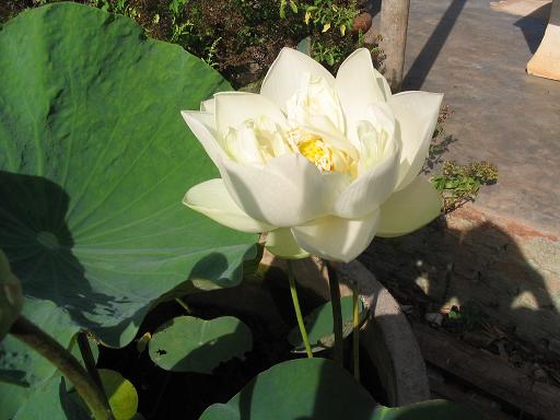 http://www.bloggang.com/data/lungboon/picture/1216440564.jpg