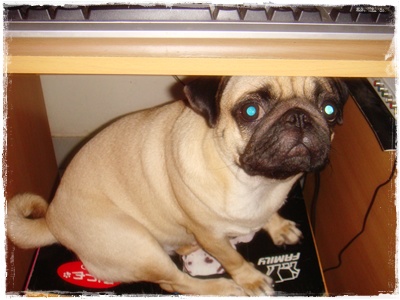 http://www.bloggang.com/data/m/moosubdog/picture/1246211270.jpg
