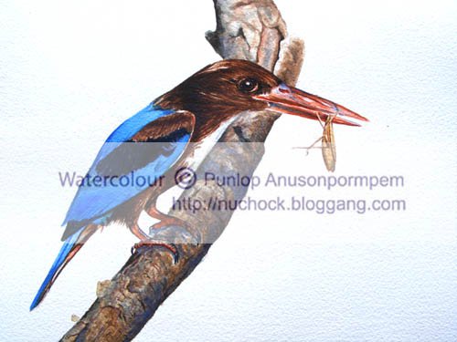 ภาพวาดสีน้ำนกกระเต็นอกขาว