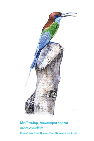 ภาพวาดสีน้ำนกจาบคา