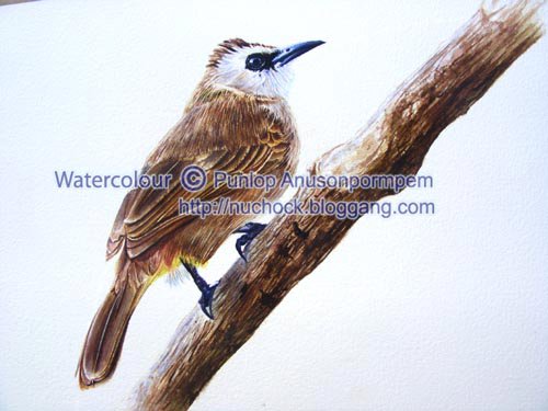 ภาพวาดสีน้ำนกปรอดหน้านวล