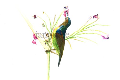 ภาพวาดสีน้ำนกกินปลีคอสีน้ำตาล