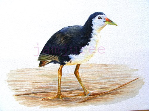 ภาพวาดสีน้ำนกกวัก