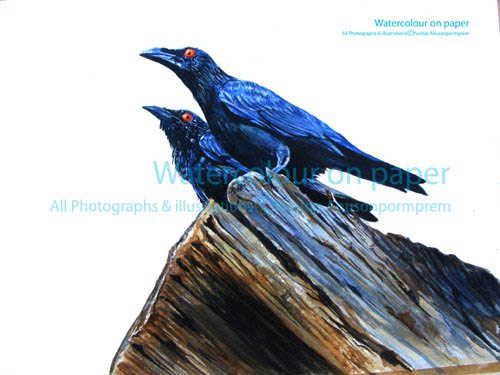 ภาพวาดสีน้ำเอื้องแดนใต้