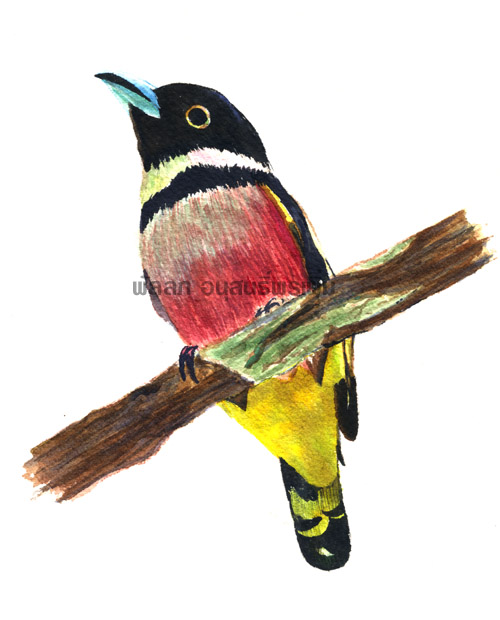ภาพวาดสีน้ำนกนางพญาปากกว้าง