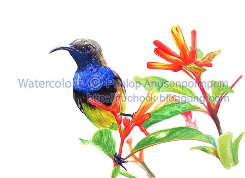 ภาพวาดสีน้ำนกกินปลีอกเหลือง ตัวผู้