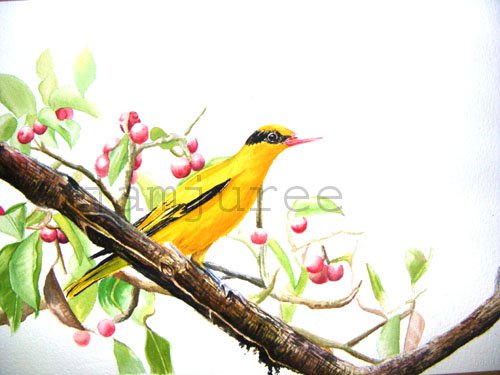 ภาพวาดสีน้ำนกขมิ้นท้ายทอยดำ