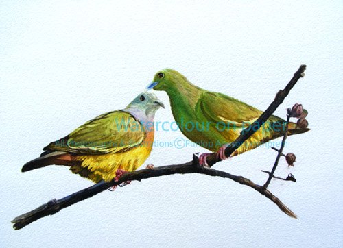 ภาพวาดสีน้ำนกพร้ำ