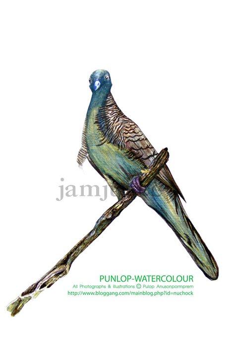 ภาพวาดสีน้ำนกเขาใหญ่