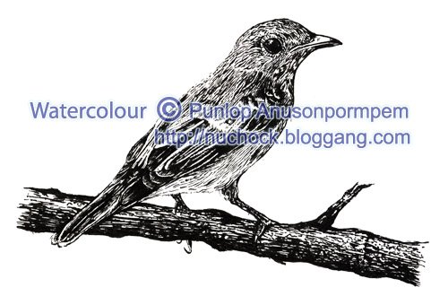 ภาพวาดลายเส้นปากกา