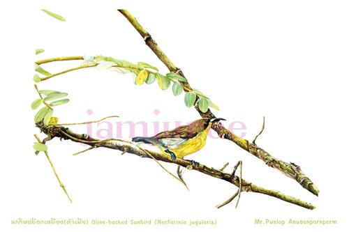 ภาพวาดสีน้ำ นกกินปลีอกเหลืองตัวเมีย