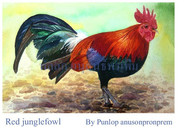 ภาพวาดสีน้ำไก่ป่า ตัวผู้