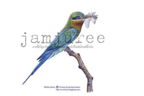 ภาพวาดสีน้ำนกจาบคา