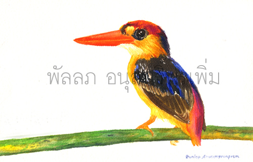 ภาพวาดสีน้ำนกกระเต็น