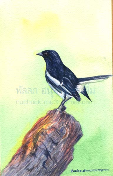 นกกางเขนบ้าน