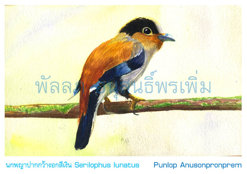 ภาพสีน้ำนกนางพญาปากกว้างอกเงิน