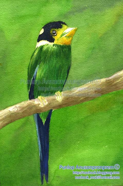 ภาพวาดสีน้ำนางพญาปากว้างหางยาว