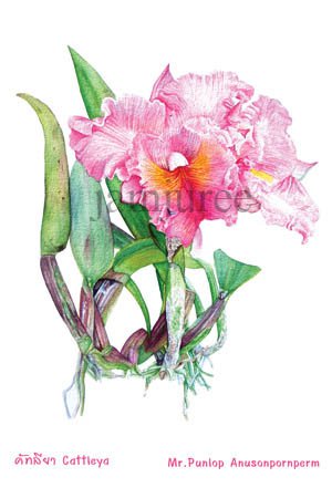 ภาพวาดสีน้ำดอกกลัวยไม้แคทรียาสีชมพูสด