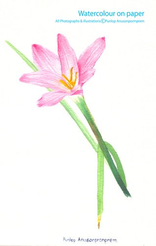 ภาพวาดสีน้ำ ดอกบัวดิน