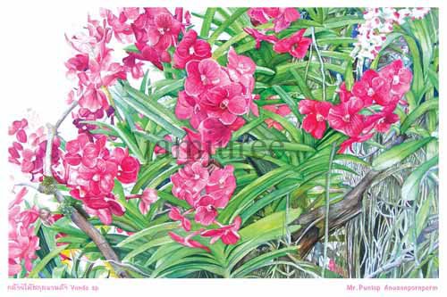 ภาพวาดสีน้ำดอกแวนด้าสีแดง