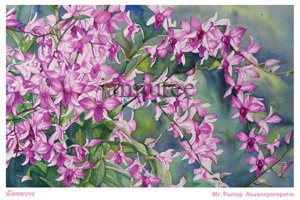 ภาพวาดสีน้ำกล้วยไม้สกุลหวาย