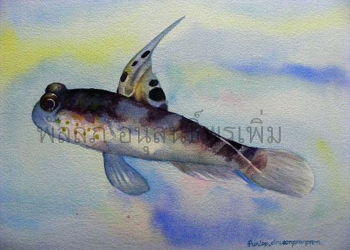 ภาพวาดสีน้ำปลาบู่มหิดล สีน้ำ พัลลภ อนุสนธิ์พรเพิ่ม ภาพวาดทางการแพทย์ ภาพวาดวิทยาศาสตร์ ภาพวาดสีน้ำ สอนสีน้ำ
