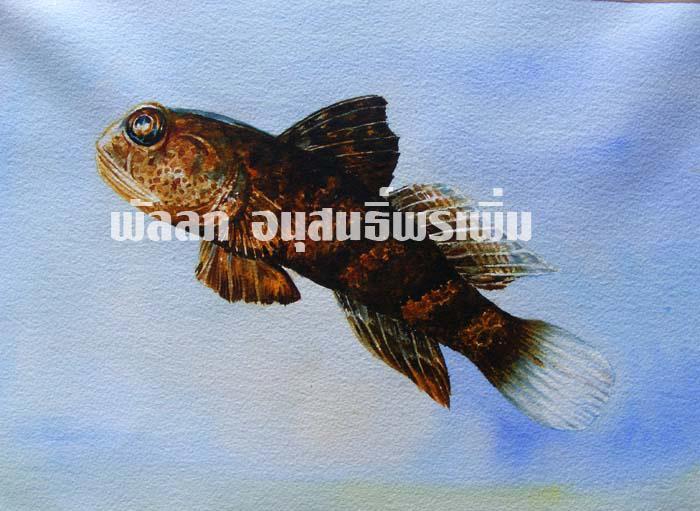 ภาพวาดสีน้ำปลาบู่มหิดล สีน้ำบนกระดาษ ภาพสีน้ำ พัลลภ อนุสนธิ์พรเพิ่ม สีน้ำ ภาพวาดทางการแพทย์ ภาพวาดทางวิทยาศาสตร์