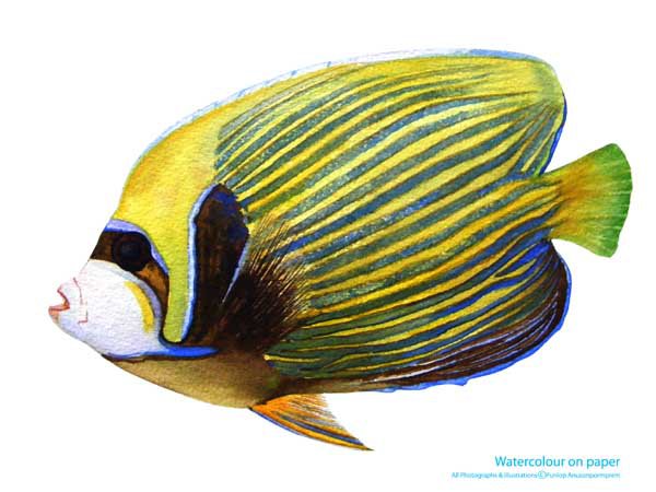 ภาพวาดสีน้ำ วงศ์ปลาสินสมุทร (วงศ์: Pomacanthidae; อังกฤษ: Angelfish, Marine angelfish) ใช้ชื่อวิทยาศาสตร์ว่า Pomacanthidae ปลาตัวน้อยสีสดใส มีชื่อตามคล้ายคลึงตัววรรณคดีเอกของไทย สินสมุทรสีสันสดใสโลดแล่นใต้ท้องทะเล ธรรมชาติมักมอบความสวยงามให้เราได้ดูเสมอ ร่วมกันอนุรักษ์ทรัพยากรสิ่งแวดล้อมทางทะเลของไทยนะครับ เราจะได้มีปลาสวย ๆ แบบนี้ให้ชมกัน